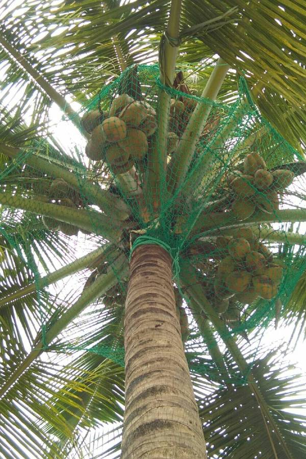 Coconut Tree Safety Nets Near Me in Bangalore