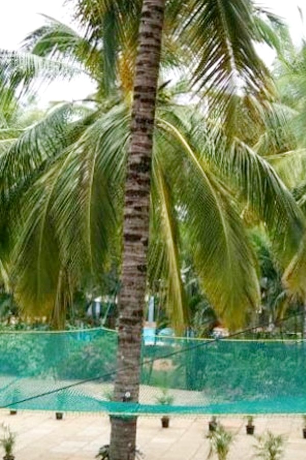 Coconut Tree Safety Netting Service Price/Cost in Bangalore