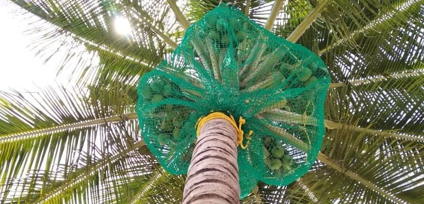 Coconut Tree Safety Nets Service in Bangalore