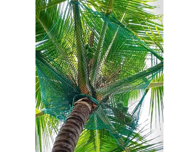 Coconut Tree Safety Nets Installation in Bangalore | Call Us Now 7760684191